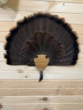 Turkey Tail & Beard Oak Hardwood Plaque