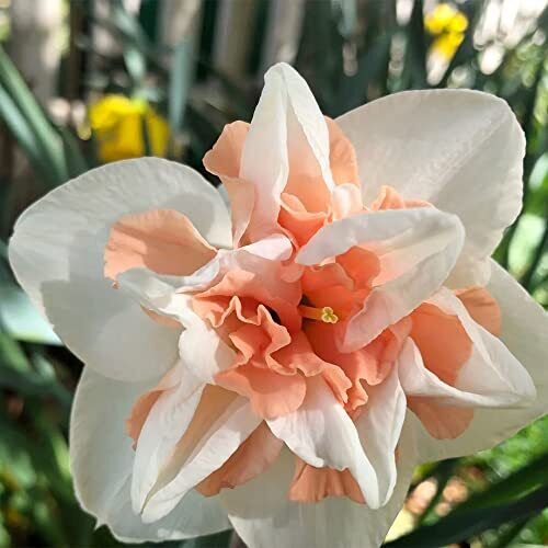 Fresh 100pcs Mixed Double Petals Narcissus Daffodil Flower Seeds ...