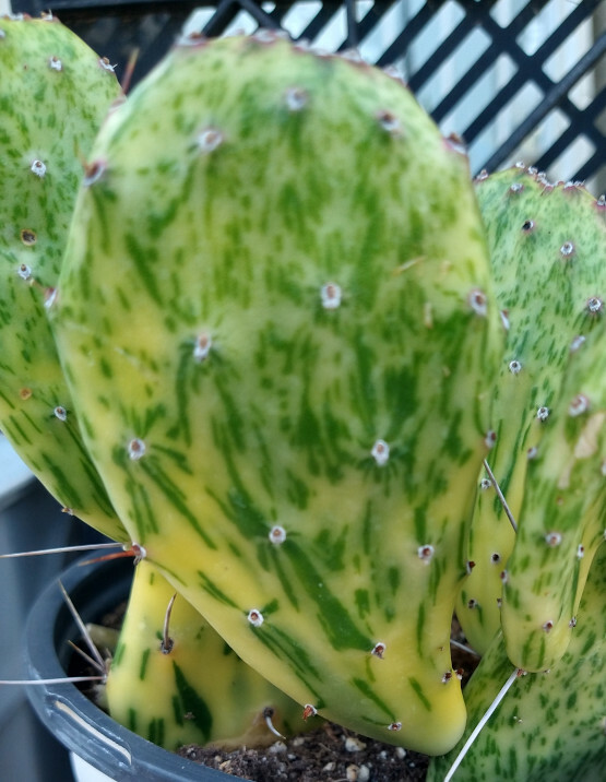 Opuntia cochenillifera variegated 1 Pad Prickly Pear | eBay