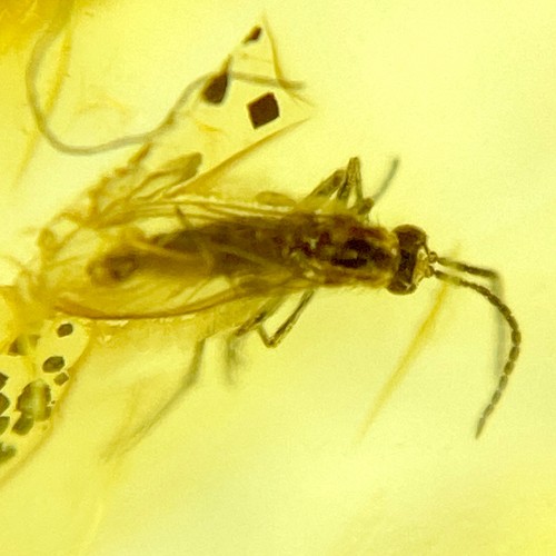 Baltic Amber Insect Inclusion and 4x Magnifying Case includes COA
