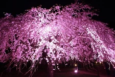 Weeping Cherry Tree Seeds for Planting (8 Seeds) - Blooming Weeping Higan Cherry