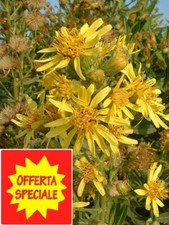 200/2000 Semi Inula viscosa Pianta Mellifera Lotta integrata Mosca Olivo Api Bio