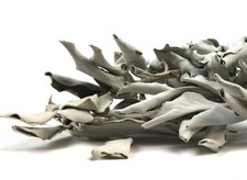 White Ceremonial Sage Salvia apiana Wildharvested 1 oz.