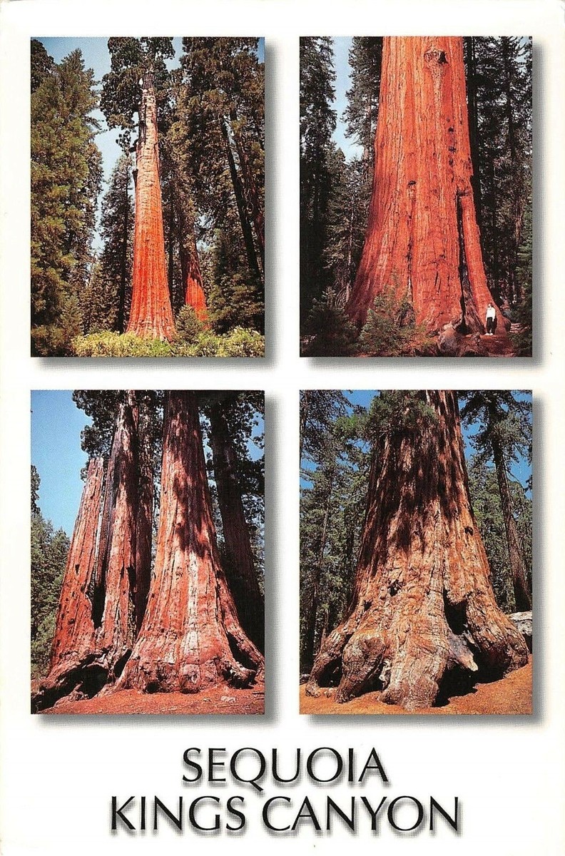 MIN1236 usa sequoia kings canyon park california sierra nevada