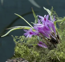 Dendrobium seranicum miniature orchid species bloom size