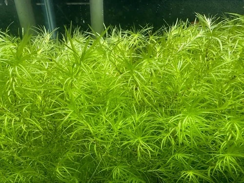 Guppy Grass / Najas guadalupensis aquarium live plant - 1 Cup