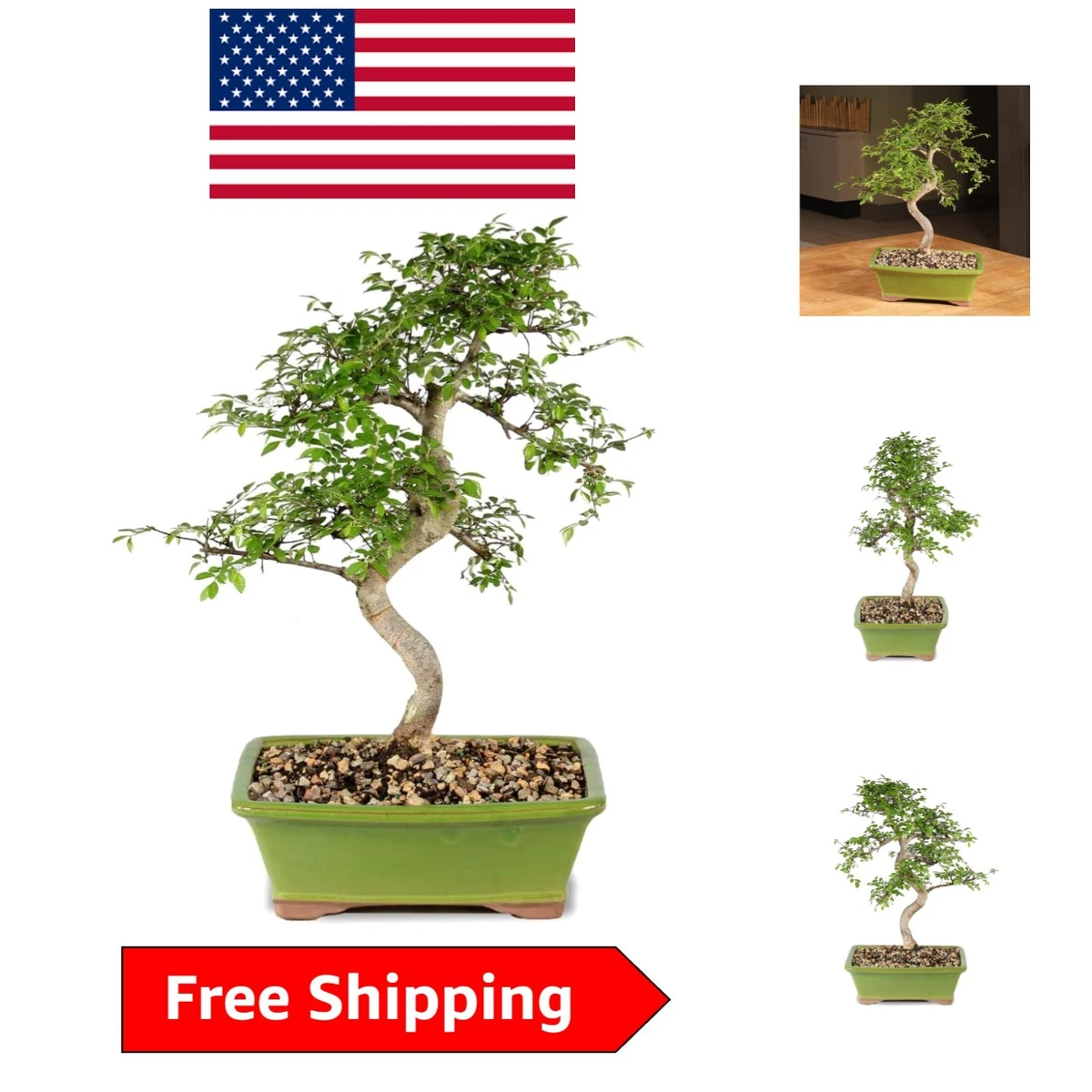Finished Bonsai Bonsais for sale - eBay