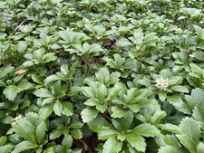 100 Pachysandra Rooted Plants Shade Ground Cover Easy Care 