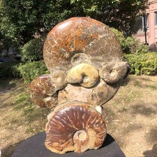 19.97LB  Natural Ammonite Fossil Conch Crystal Specimen Healing