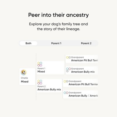 Most Accurate Dog DNA Test Kit for Mixed Breeds with 99% Ancestry Accuracy Plus