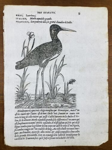 Échasse Noire 1557  Black Stilt Himantopus Gravure Pierre Belon Ornithologie - Zdjęcie 1 z 4