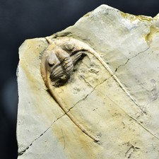 HYPER RARE Shantungia sinensis Trilobite, Kushan Fm, Upper Cambrian, China
