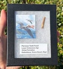 Pterosaur Tooth Fossil in Display Case Flying Dinosaur Tooth Niger Cretaceous