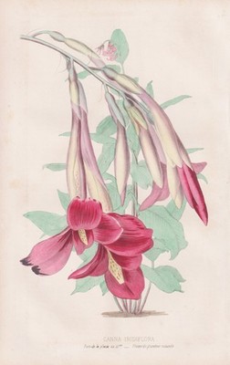 Irisblütiges Blumenrohr canna lily Blume flower botany Botanik Litho 1860