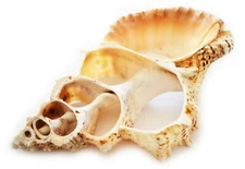 Giant Center Cut Lampas Shell Slice (6-7") Beach Decor Ocean Crafts Display Art