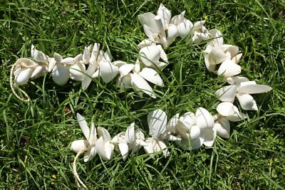 GARLAND,seashell,white,beach decor,Island style,wedding decor,gift  G-82