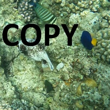 Digital Image photo picture JPEG file