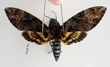 SP20753. Unmounted butterflies: Acherontia sp.  North Vietnam.