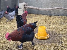 uova feconde fertili Marans Ramato Nero E Blu