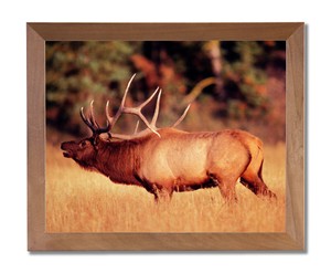 Big Bull Elk Big Antler Rack In Field Wall Picture Honey Framed Art Print Ebay