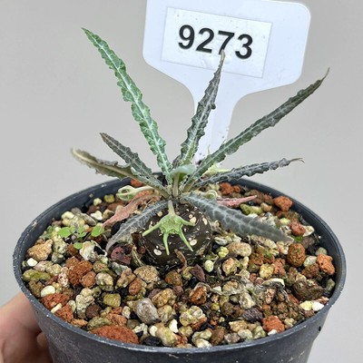 Cactus Succulent Plant Dorstenia Foetida Ssp. Lancifolia Garden beautiful Plant
