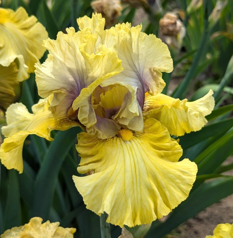 Secret Rites'  Tall Bearded  Iris Rhizome PRE-SALE to Ship Aug/Sept