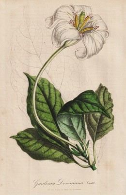 Gardenia devoniana Rothmannia flower Sierra Leone botany Houtte Lithographie
