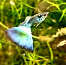 Blue Green Moscow Guppy, 2M/ 4F,... SHIPPED UPS 2ND DAY AIR