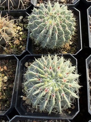 Raresucculent plant Notocactus buinningii cactus cacti seedgrowth 5CM