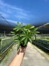 Arboricola Mini | Dwarf Umbrella Tree | Live Indoor & Outdoor Plant in 4" Pot