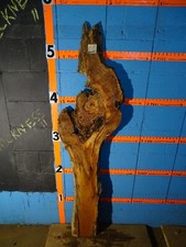 A2023 1 3/16 thick spalted cherry burl live edge slab kiln dried