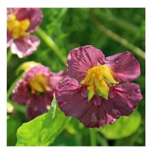 NASTURTIUM PURPLE EMPEROR 30 SEEDS TROPAEOLUM