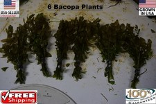 6 bunches bacopa plants Easy Aquarium aquascaping planted tank low light