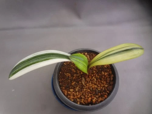 Clivia miniata 'Shikoku-daruma' white fukurin variegated[Must read description]B