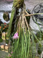 Dendrobium violaceum var. cyperifolium Rare bloom size pendant growing orchid