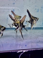 Group of 5 Angelfish Sun Set Marble Blue NICKEL Tank Raise Super Healthy Fish