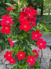 Red Mandevilla Live Plant - 10-20" Tall - Ship No Pot - Well-Rooted Vines