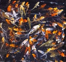 200-Lot Assorted 2”-4” Standard Fin Live Koi Fish With Overnight Shipping PKF