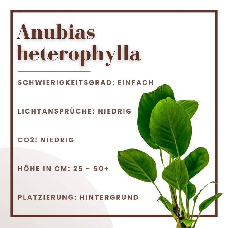 Aquarium Pflanze 3 Stück Anubias heterophylla Wasserpflanzen AquaOne Nr.302 - Bild 2 von 4