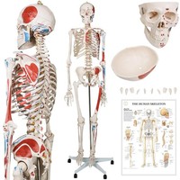 Jago® Anatomisches Skelett Lebensgroß Mit Muskeln, Mit Poster