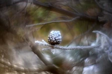 Helios 44-2 2/58mm lens with reversed(!) front element. *Your camera adapter!*