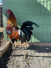 Pre-order 12 Fertilized Hatching Eggs Message For More Info