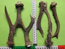 Rehstangen    Hirschhorn    Gehörn   Kauknochen   Geweihsnack  ( R 43 )