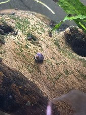 5 Purple Mystery Snail Babies