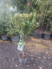 Laurus Nobilis Bay Junior 100cm Lollipop Bay Tree AMAZING VALUE 5L Pot