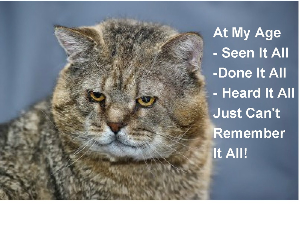 Grumpy Old Cat Memes Cat Meme Stock Photos, Images And Backgrounds For