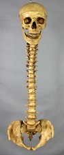 Skeleton Aged Spine W/ Skull, Halloween Prop, Human Skeletons, NEW
