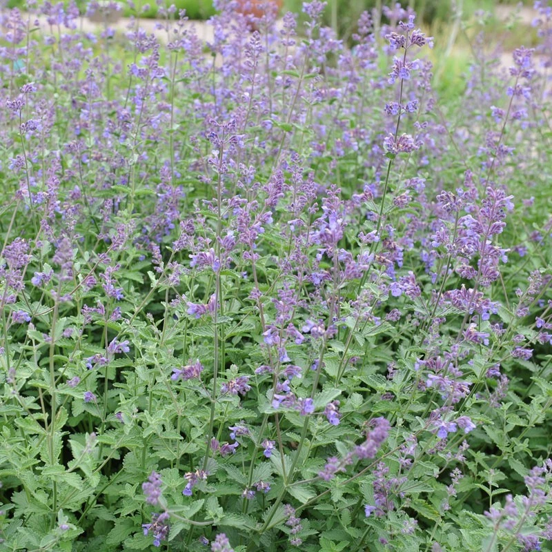 Semillas de hierba gatera, Nepeta Cataria, NO TRANSGÉNICAS, variedad de tamaños, amantes de los gatos, ENVÍO GRATUITO Foto 2 de 2