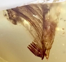 DINOSAUR FEATHER FLESH ATTACHED 🪶 EXTREMELY RARE 99MYO Burmite Amber Fossil