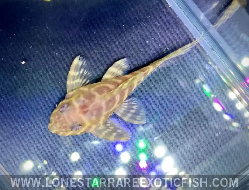 Albino L333 King Tiger Pleco / Hypancistrus sp. - Live Aquarium Fish | eBay